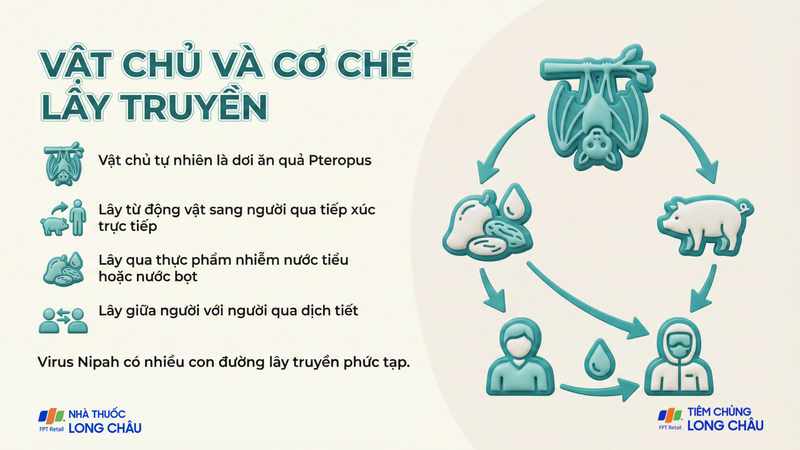 Lây truyền phức tạp khiến Nipah trở thành mối đe dọa khó kiểm soát