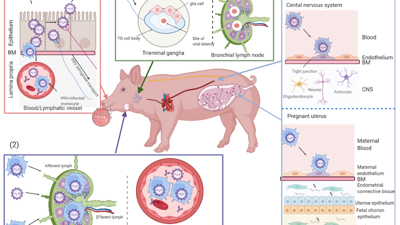 Bệnh giả dại ở lợn: Nguyên nhân, triệu chứng và cách xử lý bệnh 2