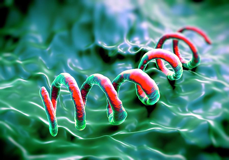 Bệnh giang mai nếu không được điều trị có thể khiến xoắn khuẩn giang mai xâm nhập vào các cơ quan nội tạng