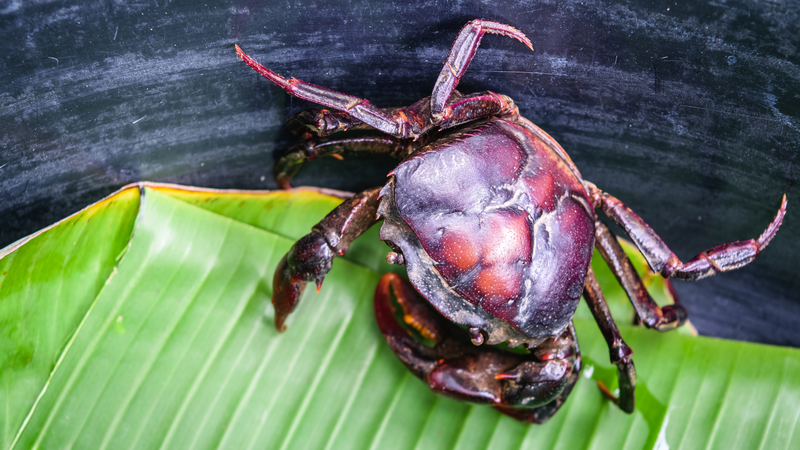 Bệnh gút có ăn được canh cua không? Nguy cơ gì khi ăn? 1