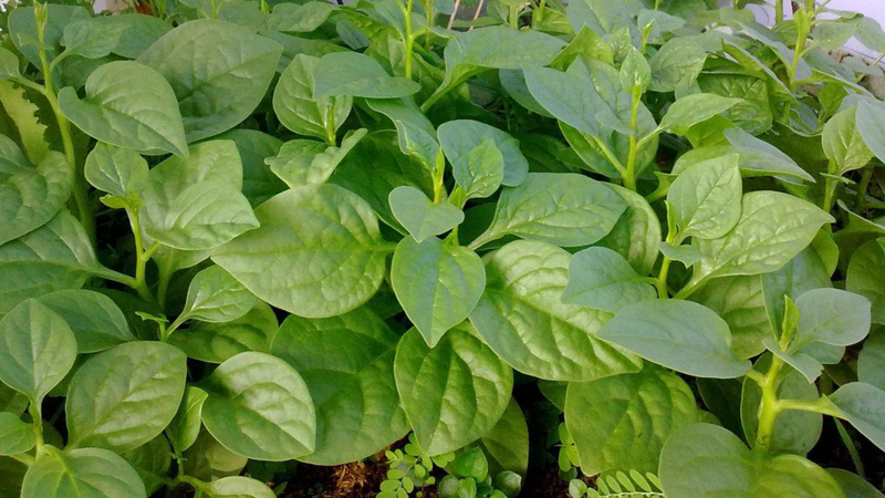 Bệnh gút có ăn được rau mồng tơi không? Một số thực phẩm người bệnh gút không nên ăn 2