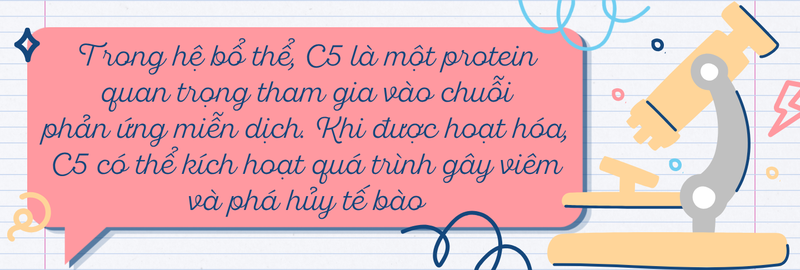 Vai trò của C5 trong phản ứng miễn dịch