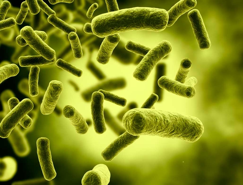 Bệnh Legionella nguyên nhân do đâu? Cách điều trị ra sao? 1