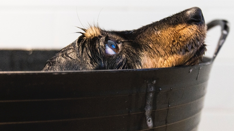 Giải đáp thắc mắc: Bệnh nấm ở chó có lây sang người không? 2