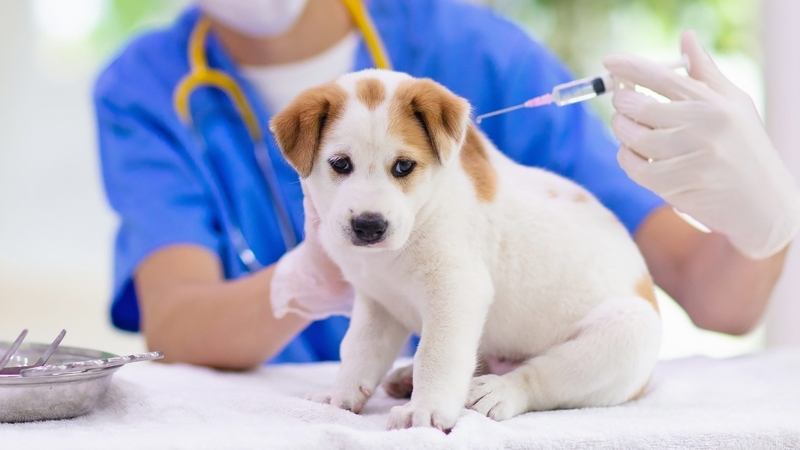 Bệnh parvo ở chó có lây sang người không? Nguyên nhân là do đâu? 3