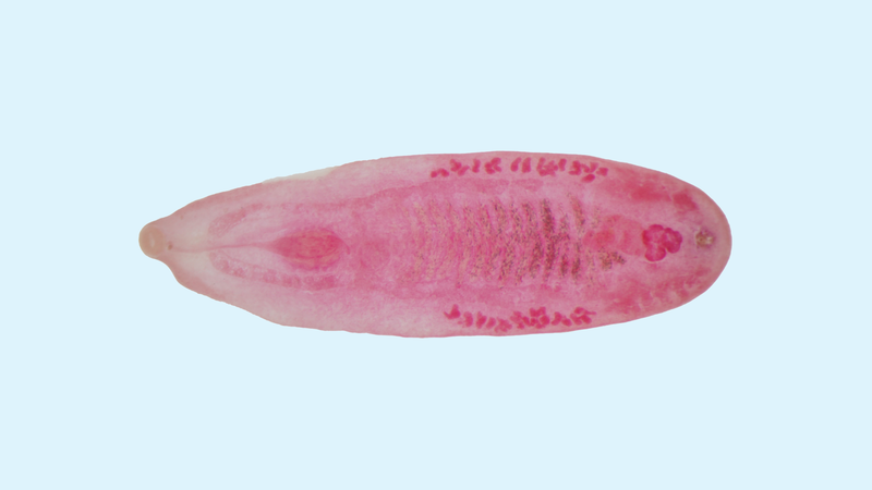 Bệnh sán lá gan có lây không là thắc mắc của nhiều người