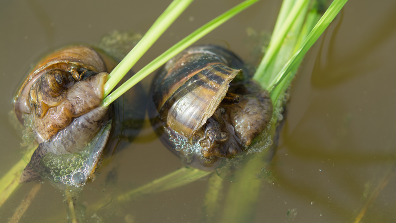 Vật chủ trung gian của sán lá gan là các loài ốc nước ngọt