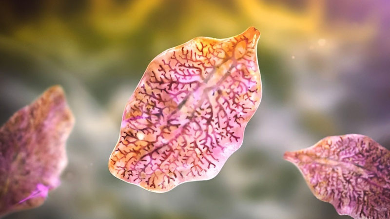 Bệnh sán lá gan ở người có nguy hiểm không?-1