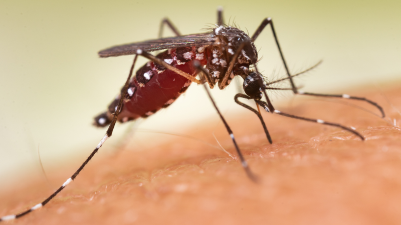 Sốt xuất huyết là bệnh truyền nhiễm cấp tính do virus Dengue lây qua muỗi vằn Aedes aegypti