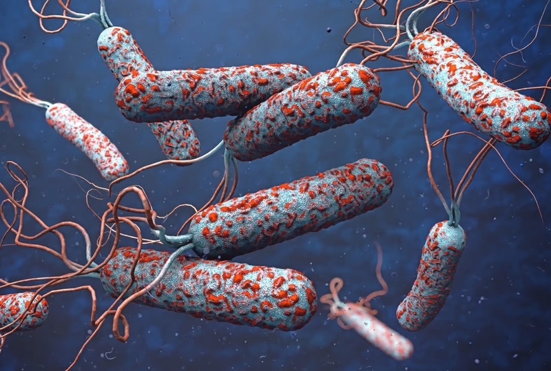 Bệnh tả: Triệu chứng, phương pháp điều trị bệnh tả và cách phòng tránh bệnh 1