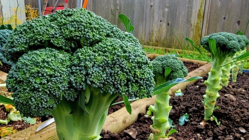 Bông cải xanh rất tốt cho người bệnh thoái hóa chất trắng