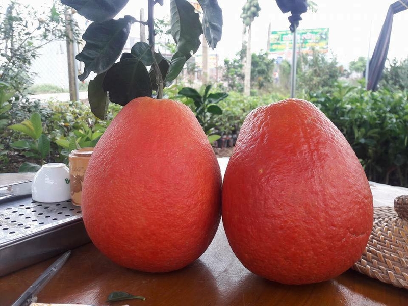 Bệnh tiểu đường nên ăn quả gì thì tốt?