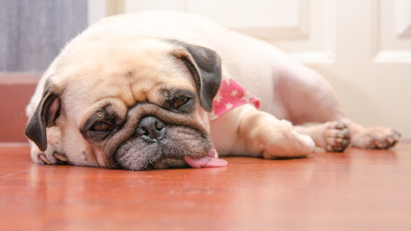 [Chia sẻ] Bệnh vàng da ở chó có lây sang người không? 1