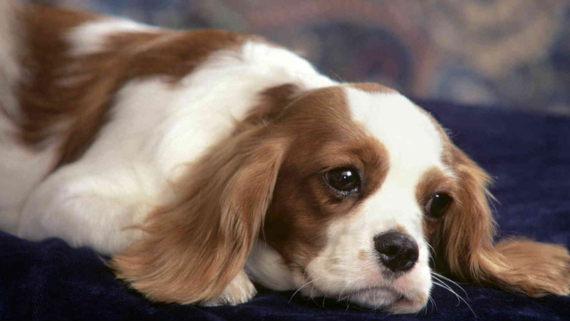 [Chia sẻ] Bệnh vàng da ở chó có lây sang người không? 2