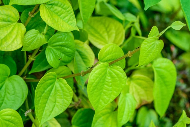 bệnh vẩy nến ở trẻ sơ sinh 5