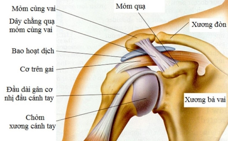 Bệnh viêm gân chóp xoay vai và phương pháp điều trị hiệu quả nhất hiện nay 1