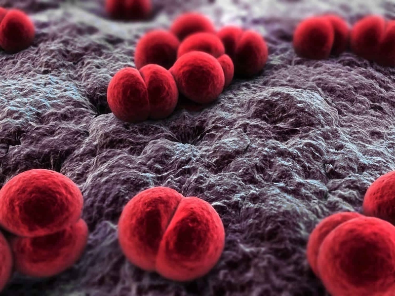 Bệnh viêm màng não mủ có lây không Cách phòng ngừa như thế nào 2