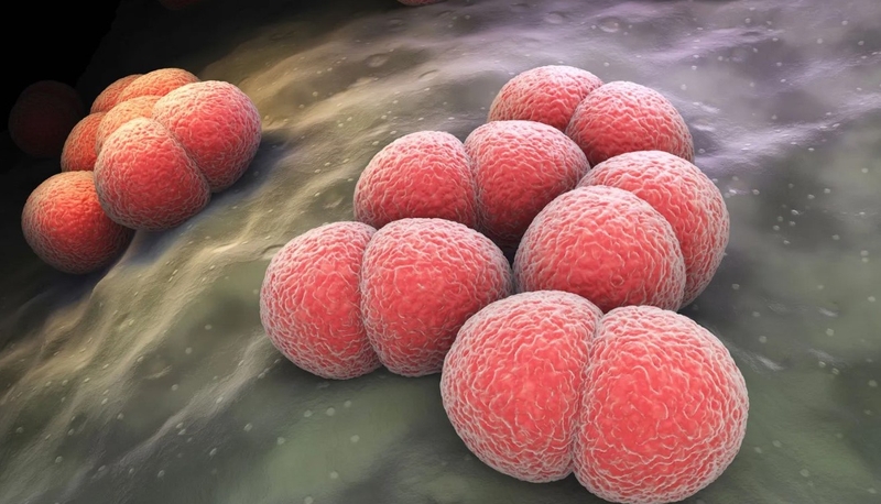 Bệnh viêm não mô cầu ở trẻ em: Nguyên nhân, triệu chứng, điều trị và cách phòng ngừa 2