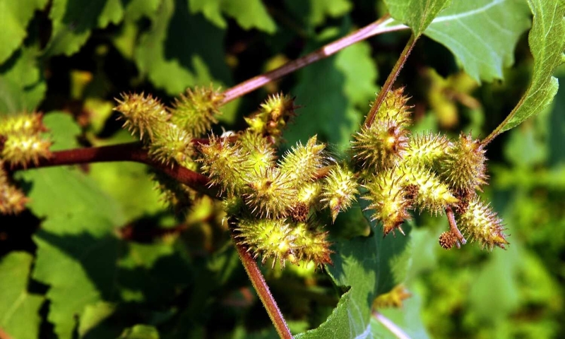 Bệnh viêm xoang cấp: Nguyên nhân, triệu chứng và cách điều trị 3