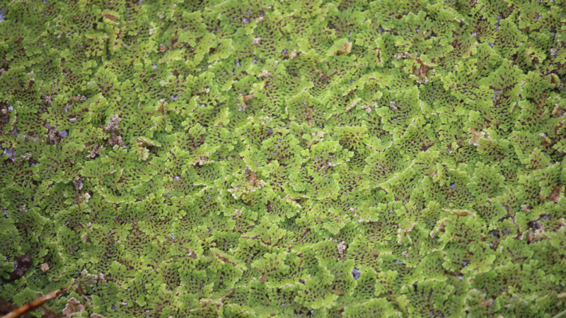 Bèo hoa dâu – Loài cây có thể sinh trưởng ngoài vũ trụ 1