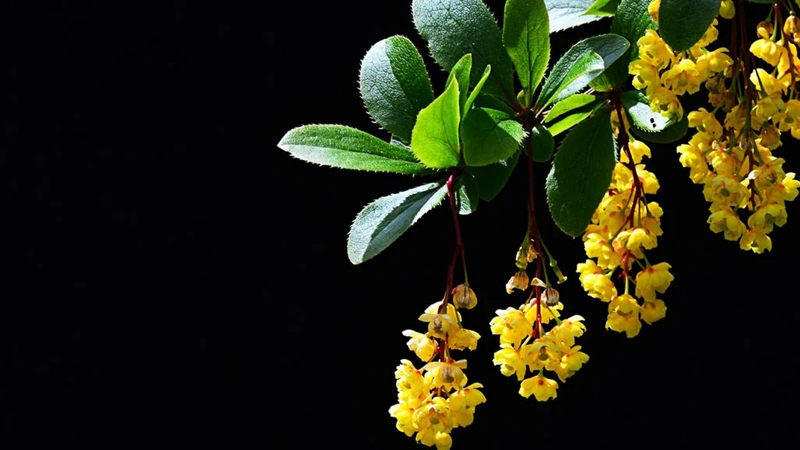 Berberin là gì? Công dụng của hợp chất berberin trong các loại thực vật