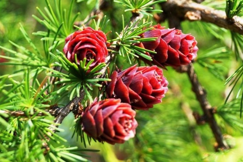 Bị bệnh mạch vành sống được bao lâu? 3