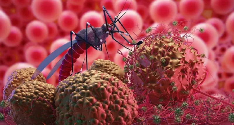 Bị bệnh sốt xuất huyết bao lâu thì khỏi?-1