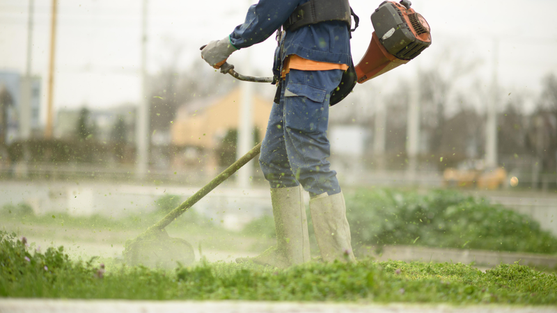 Nên cắt cỏ, tỉa cây gọn gàng quanh nhà để hạn chế đường di chuyển của bọ cạp vào nhà
