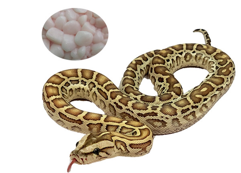 Thực hư chuyện mỡ trăn trị thâm vùng kín 1