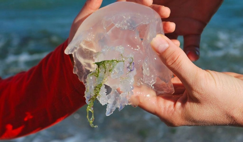 Bị cá ngát đâm làm sao hết nhức? Cách sơ cứu khi bị cá có độc tấn công 3