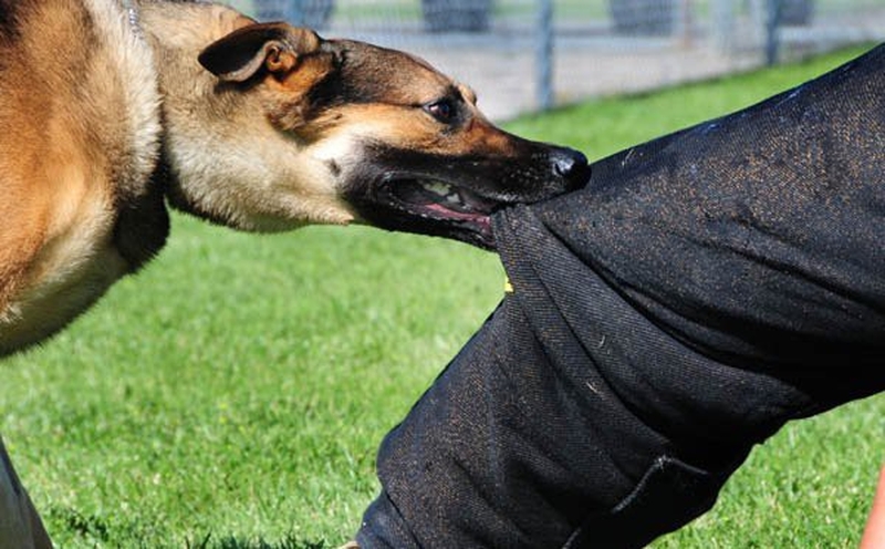 Bị chó cắn cần theo dõi bao nhiêu ngày? Những điều cần biết về bệnh dại 2