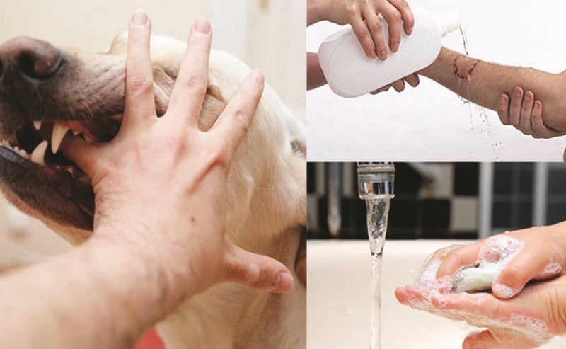 Bị chó cắn có phải tiêm uốn ván không? Có nguy hiểm không? 5