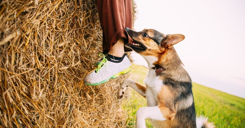 bị chó cắn không chảy máu chỉ bị bầm 1