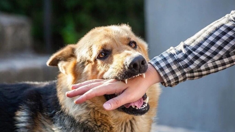Bị chó cắn không chích ngừa có sao không? 2