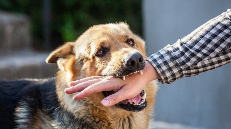 bi-cho-can-lan-2-co-can-chich-ngua-khong-nhung-dieu-can-biet 2