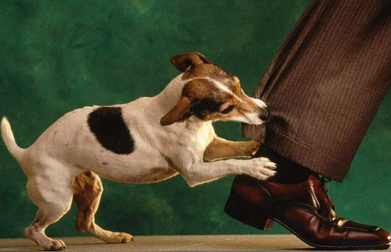 Bị chó cắn và cách sơ cứu chó cắn tại nhà 3