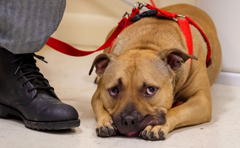 bị chó dại cắn bao lâu thì tiêm phòng 2