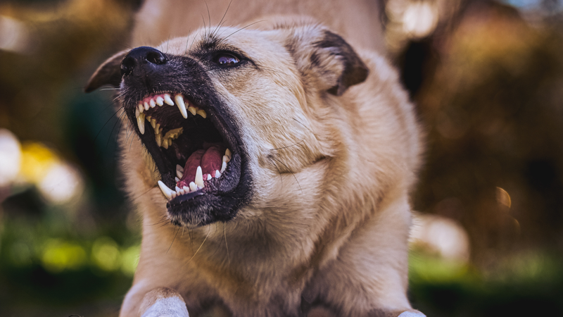 Bị chó dại cắn bao lâu thì tiêm phòng? Những điều cần biết sau khi tiêm phòng vắc xin dại 1