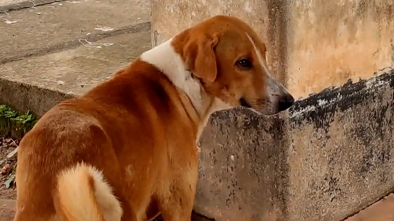 Bị chó nhà cắn có sao không? Cách xử lý như thế nào? 4