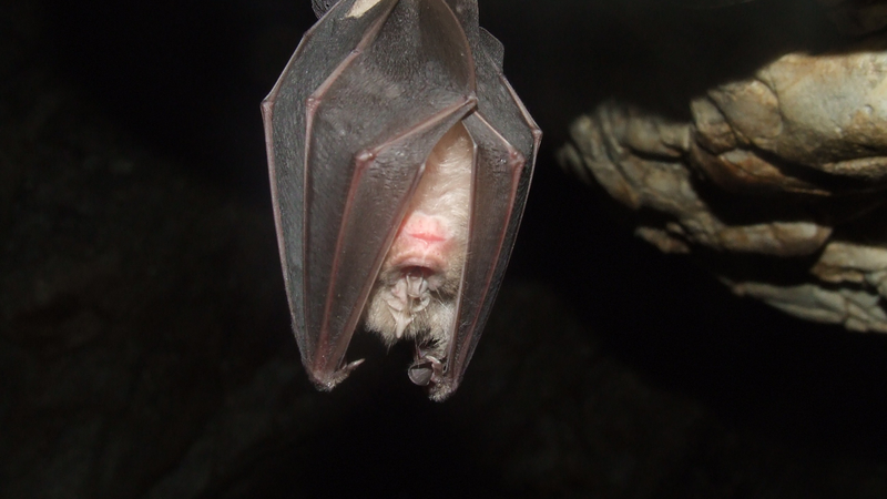 Bị dơi cắn có sao không? Bị dơi cắn có phải tiêm phòng dại không?2