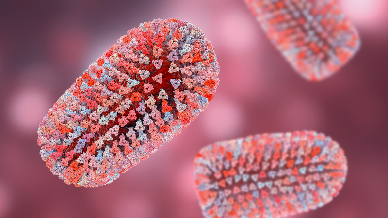 Bị dơi cắn có sao không? Bị dơi cắn có phải tiêm phòng dại không?3