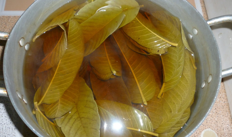 Bị hôi nách tắm nước lá ổi có hết không? 4