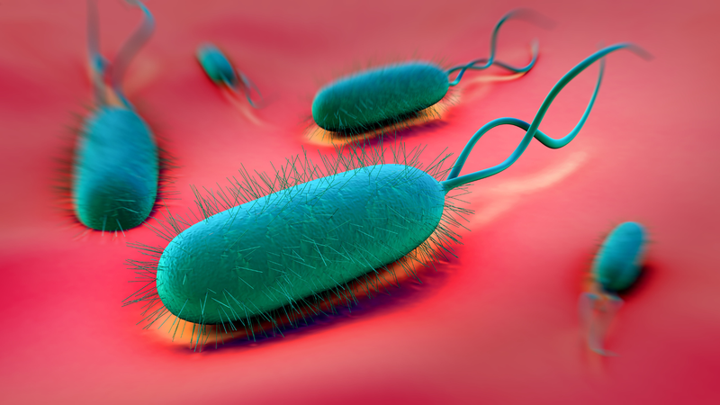 H. pylori là vi khuẩn có khả năng cư trú trong dạ dày và có thể gây viêm niêm mạc kéo dài