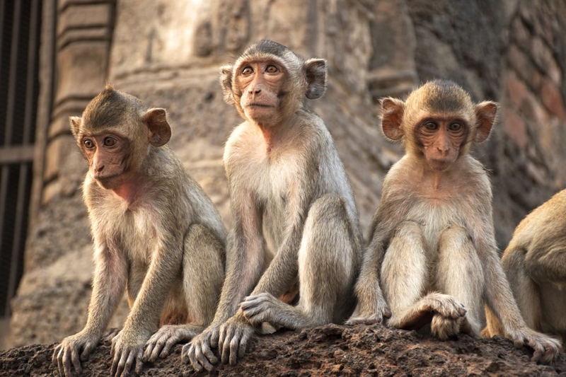 Bị khỉ cào có cần tiêm vắc xin dại không? 3