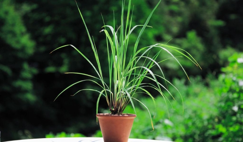 Bị kiến ba khoang cắn có bị sốt không? 3