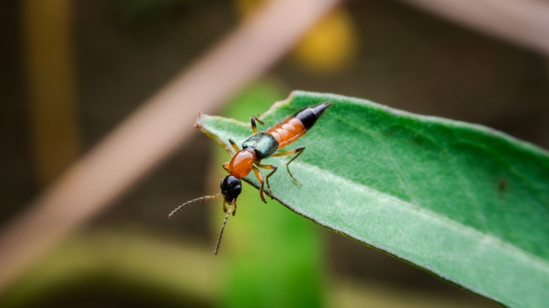 Bị kiến ba khoang cắn có kiêng nước không? Cách chăm sóc da mau lành 2