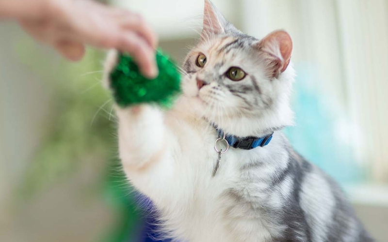 bị mèo cắn nhưng không chảy máu 5