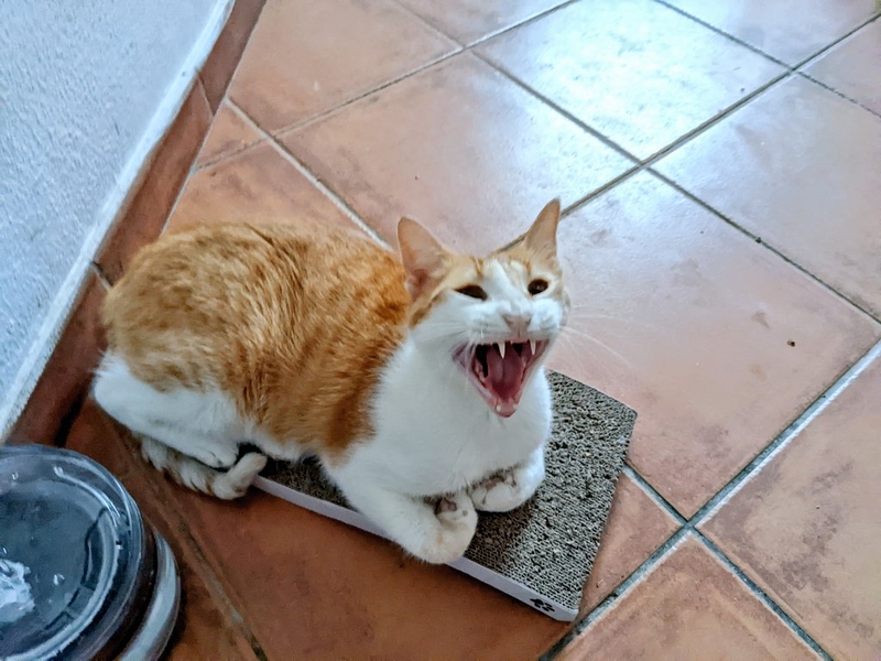 bị mèo dại cắn bao lâu thì phát bệnh 2