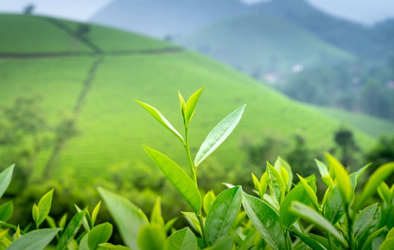 Góc làm đẹp: Bị mụn có nên đắp mặt nạ trà xanh không 1