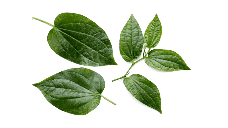 Lá trầu không chứa chavicol và eugenol, được cho là có tính kháng khuẩn và kháng nấm